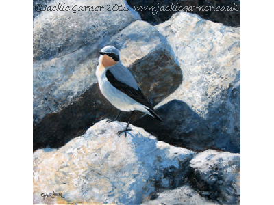 Contrasts - acrylic painting of a Wheatear