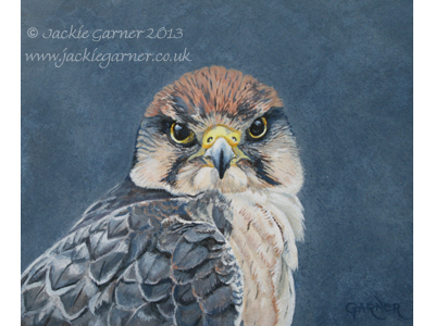 Lanner Falcon, painting in acrylics