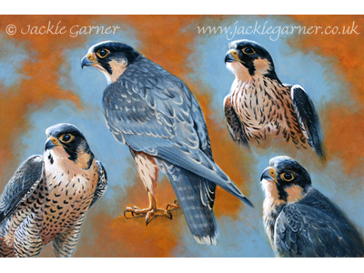 Peregrines, painting in acrylics