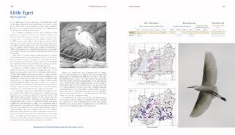 Little Egret pages from 'The Birds of Gloucestershire'