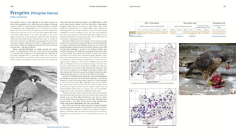 Peregrine pages from 'The Birds of Gloucestershire'