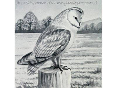 Barn Owl