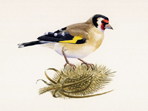 Goldfinch